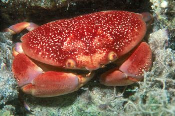 Batwing crab taken in Curacao. by Beverly Speed 
